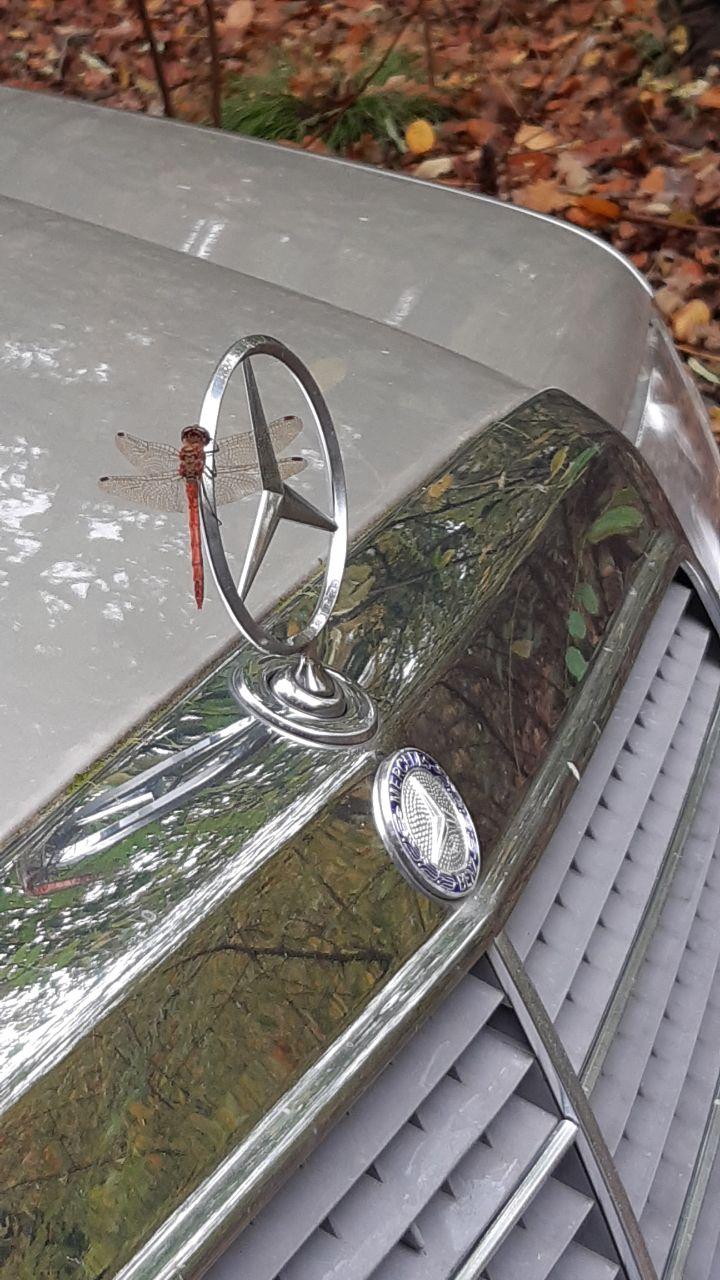 Hij/zij bleef net lang genoeg voor de foto....